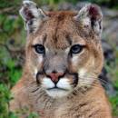 Cougar_D700_9336_8x8_c.jpg