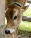 Cow.jpg