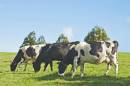 Cows3.jpg