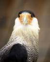 Crested_Caracara_Caracara_cheriway_.jpg