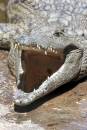 Croc1.jpg