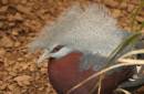 Crowned_Pigeon_1.jpg