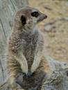 DSC00457.jpg