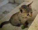 DSC02488a.jpg