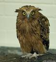 DSC5415_owl_.jpg