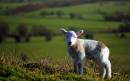 DSC_0014_lamb_adobed_Medium_.jpg