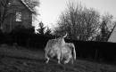 DSC_0034_cow_3_adobed_Medium_.jpg