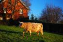 DSC_0035_cow_3_colour_adobed_Medium_.jpg