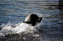DSC_0115_spaniel_with_water_drops_adobed_Medium_.jpg