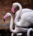 DSC_1432.JPG