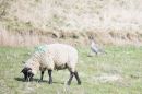 DSC_2956.JPG