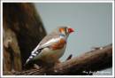 DSC_3111-2.jpg