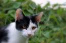 DSC_4419.JPG