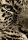 DSC_4454eyeweb.jpg
