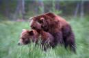 Daddy_Are_those_Bears_wrestlingZ.jpg