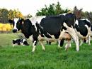 Dairy_Cows.jpg
