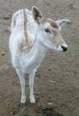 Deer_6172.jpg