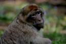 Deks_monkey_2.JPG