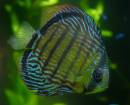 Discus_.jpg