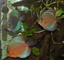 Discus_Fish_-_0245.jpg
