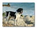 Dog-on-Beach-2.jpg
