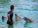 Dolphin_139.JPG