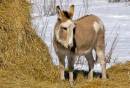 Donkey_3.jpg