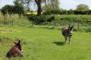 Donkeys.jpg