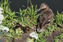 Duck_Chicks.jpg