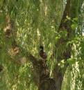 Duck_Or_Pigeon_1.jpg