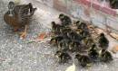 Ducks2.jpg