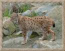 EUROPEAN_LYNX.jpg