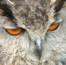 EURO_EAGLE_OWL_EYES.jpg