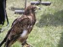 Eagle_1.JPG
