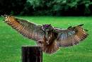 Eagle_Owl2.jpg