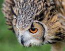 Eagle_Owl3.JPG
