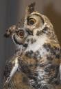 Eastern_Screech_Owl.jpg