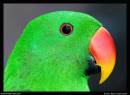 Eclectus_Parrot_2.jpg