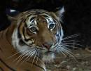 El-Tigre750.jpg
