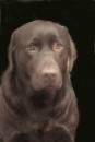 Ellie.jpg