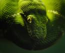 EmeraldTreeBoa.jpg
