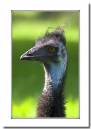 Emu.jpg