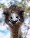 Emu_crop_copy.jpg