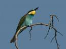 EuBee-Eater-07b.jpg