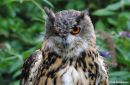 European_Eagle_Owl.jpg