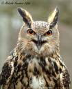 European_Eagle_Owl_DSCF3844.jpg