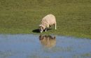 Ewe1.jpg