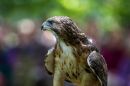 Falcon.jpg