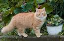 Farm-Cat.jpg