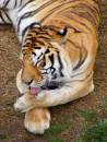 Feline_Hygiene.jpg